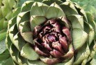 Cape Schanckplant-nursery-1.jpg; ?>
